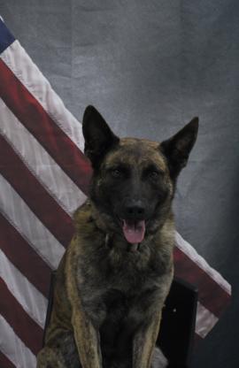 merrillville police k9 blue